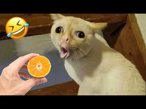 Hilarious animals that will instantly boost your mood 😆