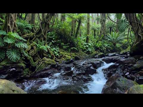 Beautiful Forest Sounds 🌿 Peaceful Stream for Deep Relaxation (No Birds, No Music)