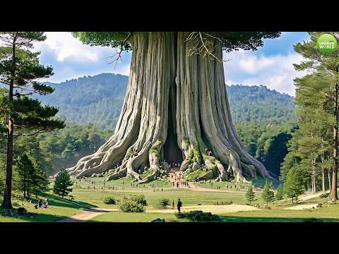 The Biggest Tree On Earth Is Bigger Than You Imagine | 4K Documentary