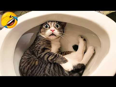 Try Not To Laugh😜Funniest Dog and Cat Videos 2026😼🐶