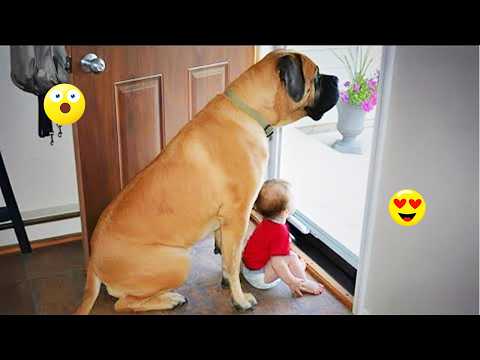You Will Laugh Nonstop 😂🐶 Funniest Dogs on the Internet 2026! #1