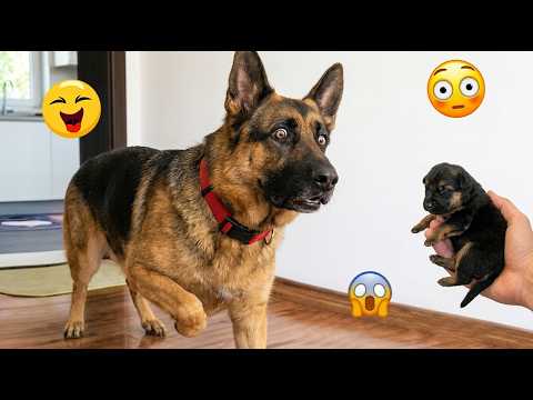 Try Not To Laugh 🤣 Most Watched Funny Dog Reactions Ever! 🐶