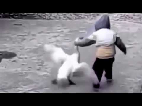 Interesting Animal Moments Caught On Camera !