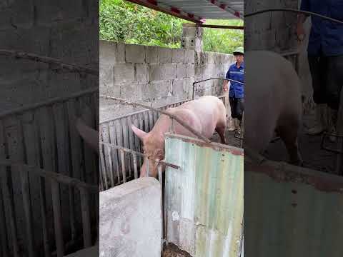 How Much Does This Pig Weigh? 😳🐷