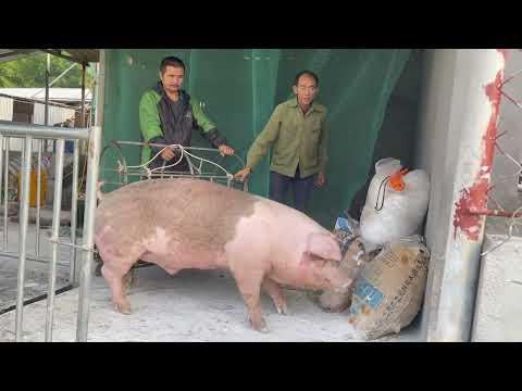 Cân lợn cho thương lái, giá lợn hơi 77