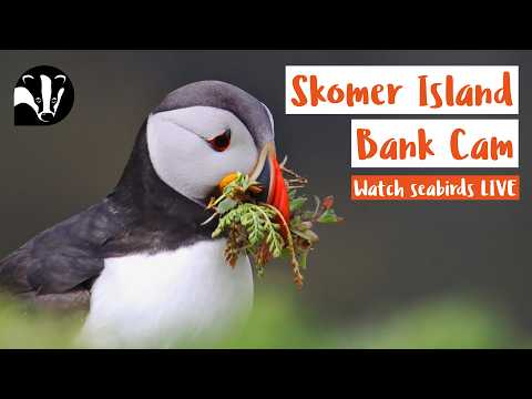 Puffin Bank Cam - Skomer Island Live Stream