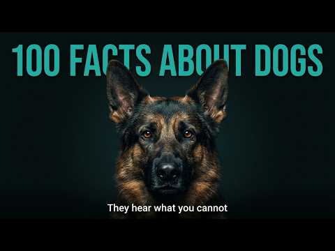 100 facts about dogs — smarter, more sensitive, and more devoted than you thought