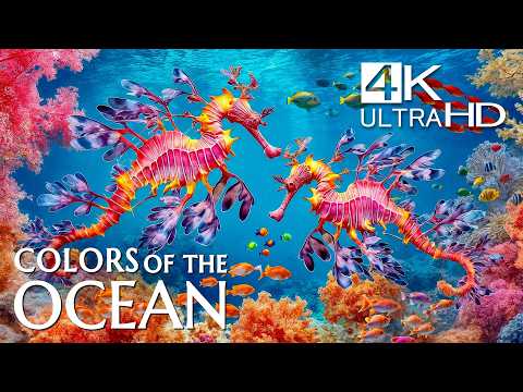 The Best 4K Aquarium – Beautiful Coral Reef Fish & Peaceful Ocean Sounds for Deep Sleep