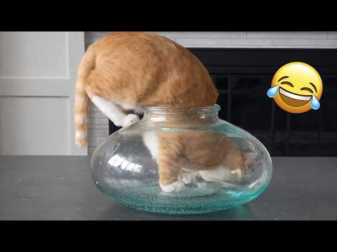 Try Not To Laugh 😂 Funniest Cats & Dogs | Funny Animals #1