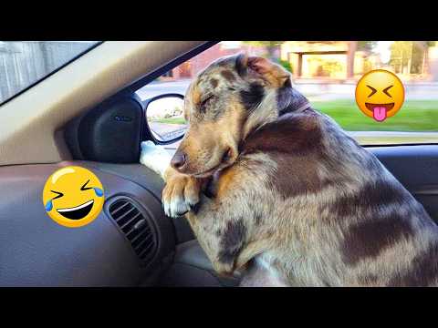 You Will Laugh So Hard Watching These Dogs 😂🐶 Best Funny Dog Moments! #8
