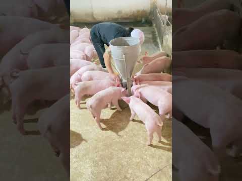 Hungry Piglets 😆🐷