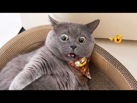 The Funniest Cat Moments of the Week 🤣 Funny Cat Videos