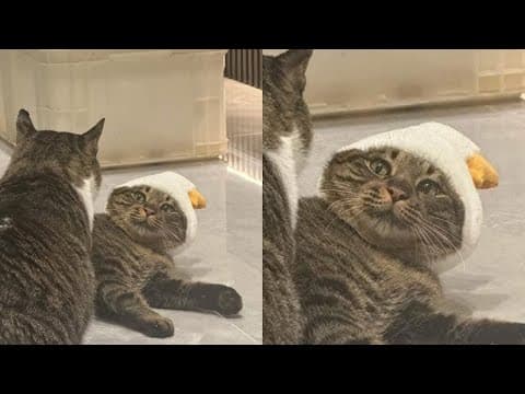 Cats Just Doing What Cats Do Best 🤣Funny Cats Videos 2025 🐱 Part 90