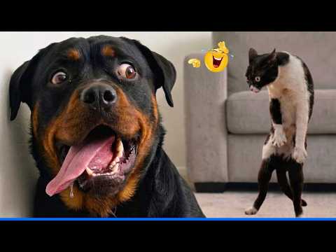 The Funniest Animals Videos 😹🐶 The Funny Cats and Dogs That Will Make You Laugh Out Loud.🐾 🤣