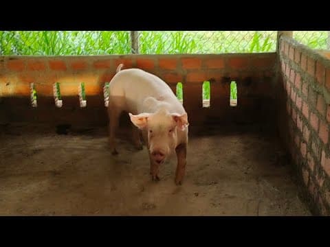 Cách Trị Heo Nái Không Lên Giống