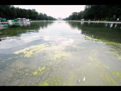 Pool owners react to algae bloom turning Trump's reflecting pool green
