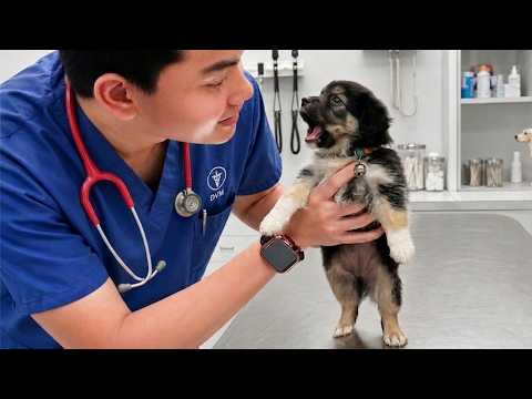 Overdramatic Dogs Who Deserve An Oscar 😁 NEW Funny Dog Videos 2026