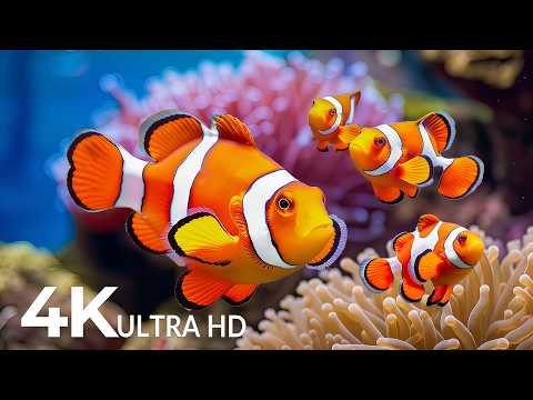 Dive Into the Mesmerizing Underwater Realm — Marvel at Sea Animals in The Best 4K UHD Aquarium