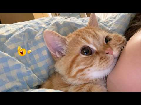 Best Cat Moments 🐈 | TRY NOT TO LAUGH – FUNNY Cat FAILS Compilation 😹😂