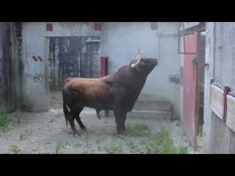 Débarquement Corrida Baltasar Iban