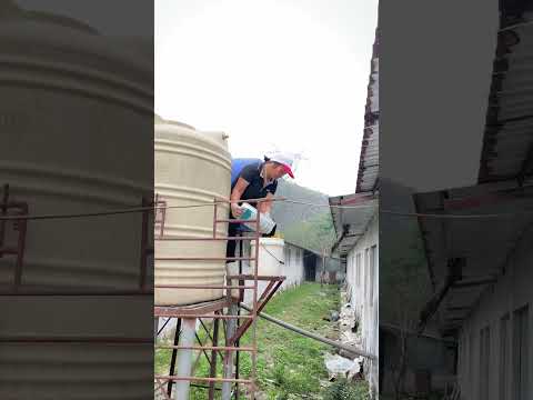 How I Add Vitamins for Pigs 😳🐷