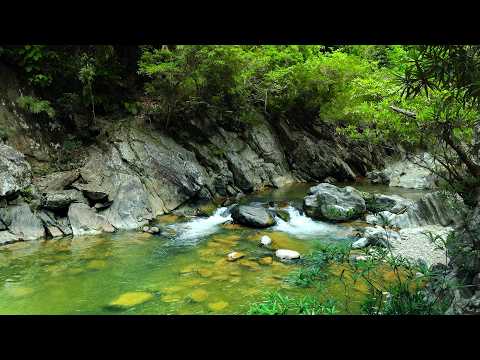 Forest Stream Sounds, Gentle Bird Song, Relaxing Nature Sounds for Study and Stress Relief