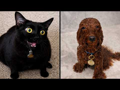 Funniest Pet Videos Of The Year (2025)
