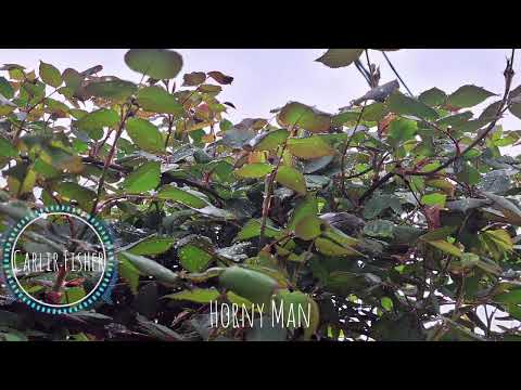 Carlie Fisher -Horny Man