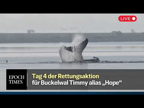 Tag 4 der Rettungsaktion für Buckelwal Timmy-Hope – „Jeder Schritt muss extra genehmigt werden“
