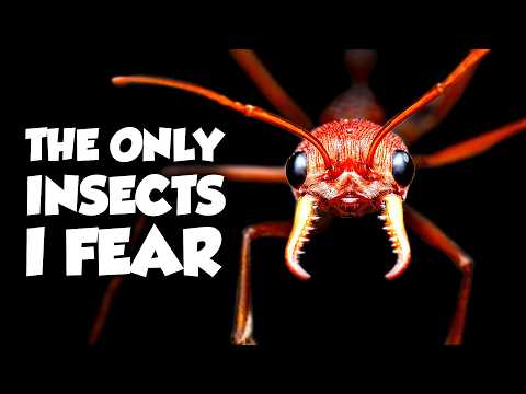 The Worst Insect Stings on Earth Ranked