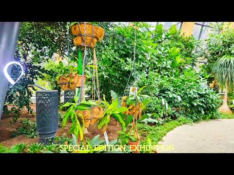 Lina Miray - Special Edition Exhibition 