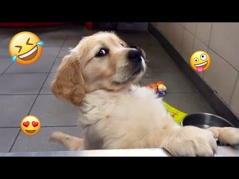 I dare you not to LAUGH at these FUNNY DOGS 😁🦮 - Best Funny Animals Videos 2025 #56
