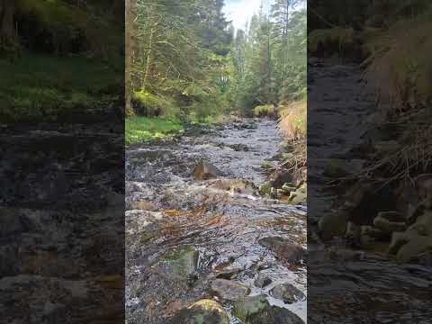 lovely water sounds of mountain stream flowing through a forest #asmrsounds #asmr