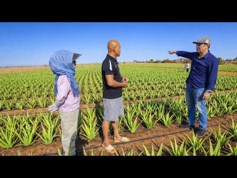 HÔM NAY ĐẾN THĂM ANH NÔNG DÂN“HỒI SINH” VÙNG ĐẤT CHẾT BẰNG NHA ĐAM HỮU CƠ CÔNG NGHỆ CAO