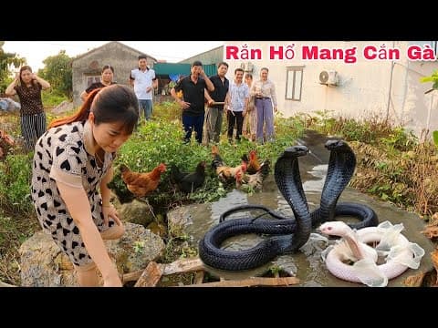 Cuộc Gọi Khẩn Cấp Của Chị Gái Phát Hiện 3 Con Rắn Hổ Mang Bò Vào Nhà Tấn Công Đàn Gà