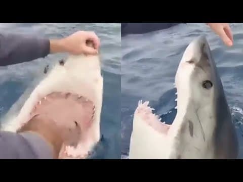 Fearless fisherman hand-feeds a great white shark in crazy video