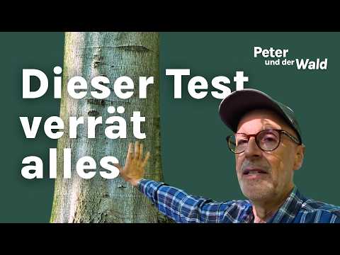 How to Identify Sick Trees - The Most Important Warning Signs