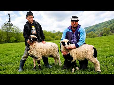Peste 1000 de oi și miei - Cristi Iacob din Negrilești | 180 de NOATINE și BERBECI Ep.1