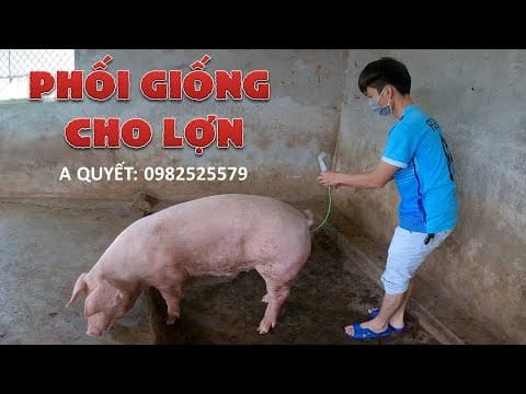 How to Breed Sows | Cách Phối Giống Cho Lợn Nái