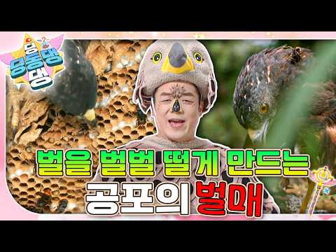 장수말벌여왕이 덜덜 떨며 찾아왔다?! 무시무시한 새 ‘벌매’가 다가온다는데…🦅ㅣ딩동댕 딩동댕ㅣ벌을 벌벌 떨게 만드는 공포의 벌매