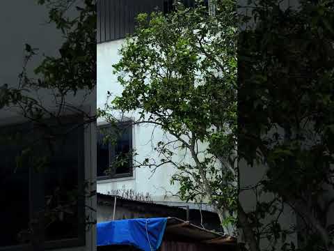 Taking shelter from a sudden summer rain shower 🌧️ #rainoundforsleep #relax #rain