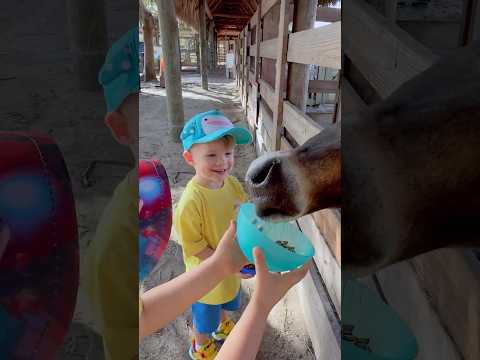 Farm Fun! 🐑 Adam &amp; Oliver Feed Animals