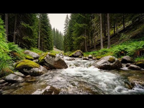 River Flowing Birds Chirping  Morning Forest Ambience to Start Your Day Calm and Refreshed