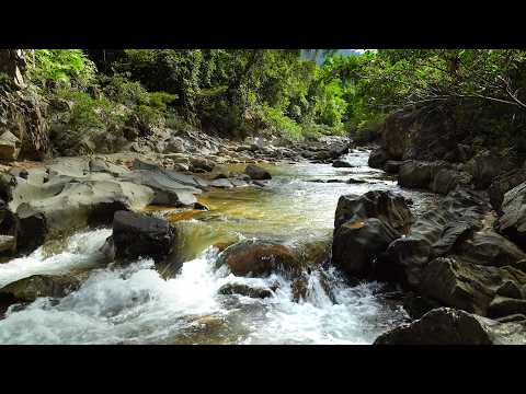 Calming Forest Sounds, Babbling Stream, Relaxing Birdsong for Sleep and Stress Relief