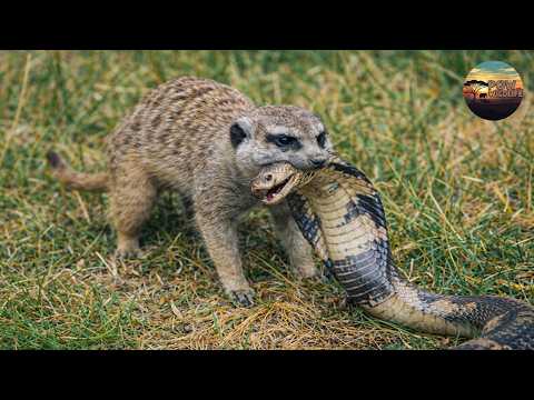 Sinh Tồn Châu Phi: Nọc Độc, Tốc Độ Và Những Kẻ Sống Sót Nhỏ Bé | POW - Thế Giới Động Vật