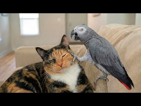 Laugh Until You Cry With The Funniest Animal Videos Ever 🐾 Extremely Funny Cats 🐱