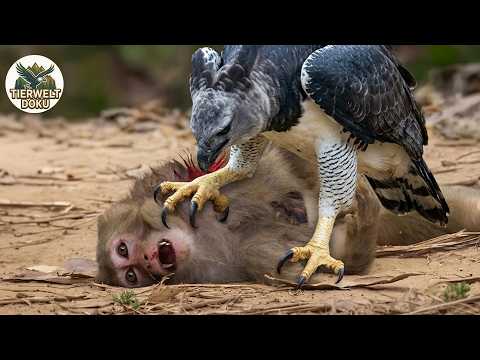 Die tödlichsten Adler-Angriffe aller Zeiten auf Kamera | Tierwelt Doku