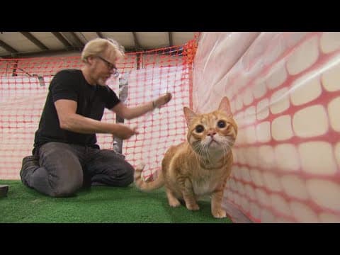 How Ridiculous Was Filming the MythBusters Herding Cats Episode?