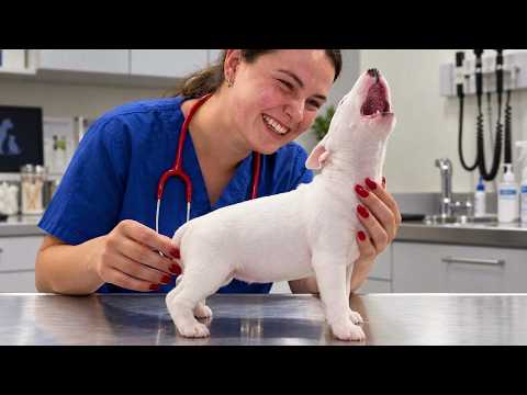 When Overconfident Dogs Realize They’re at the Vet 🩺😆 Funny Dog Videos 2026