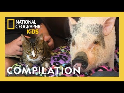 Unlikely Animal Friends🐷🐶 | Full Episode Compilation | @natgeokids